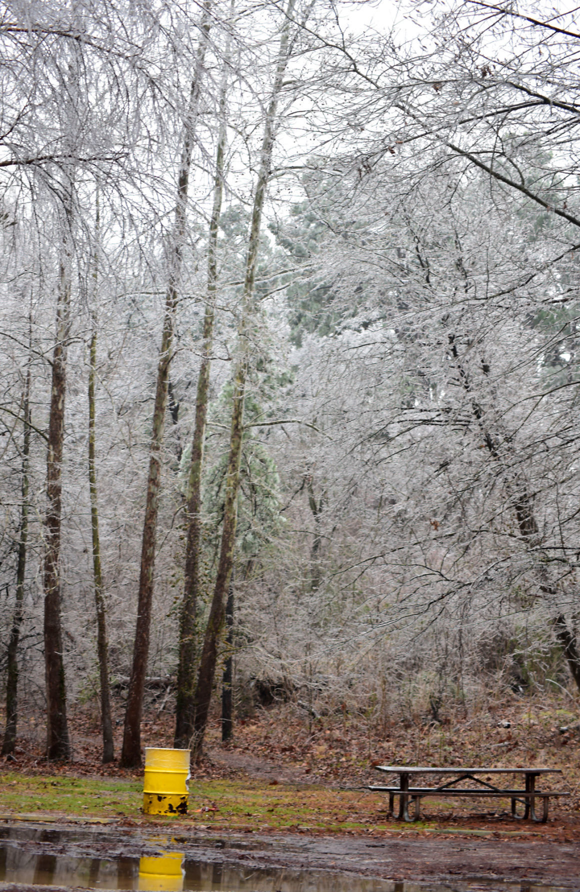 Ice at Marberry Arboretum